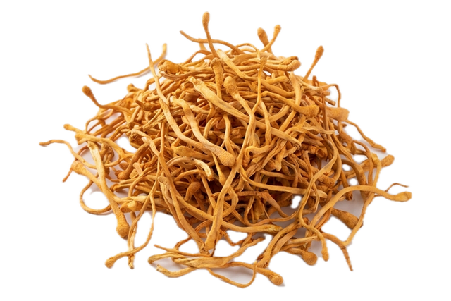 Cordyceps Flower (Chong Cao Hua), dried herb