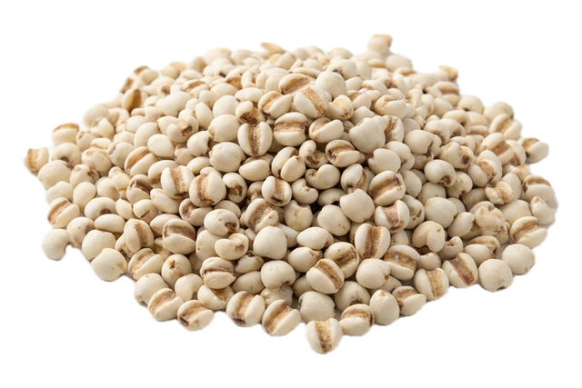 Coix Seed (Yi Yi Ren), dried herb