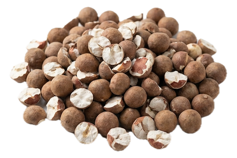 Euryale Seed (Qian Shi), dried herb
